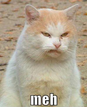 funny-pictures-orange-meh-cat.jpg