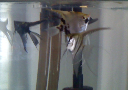 Fish1.jpg