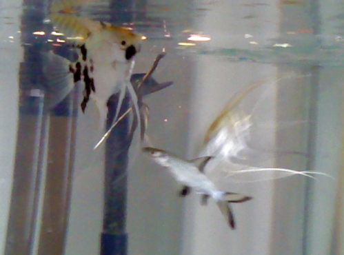 Fish2.jpg