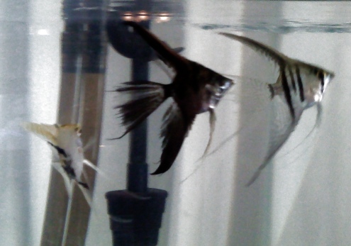 Fish3.jpg