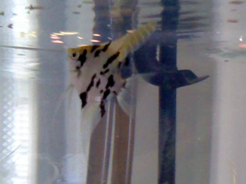 Fish4.jpg
