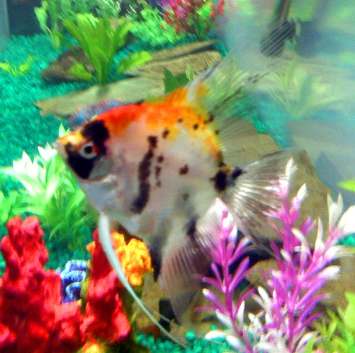 Red Koi Angel 001.jpg