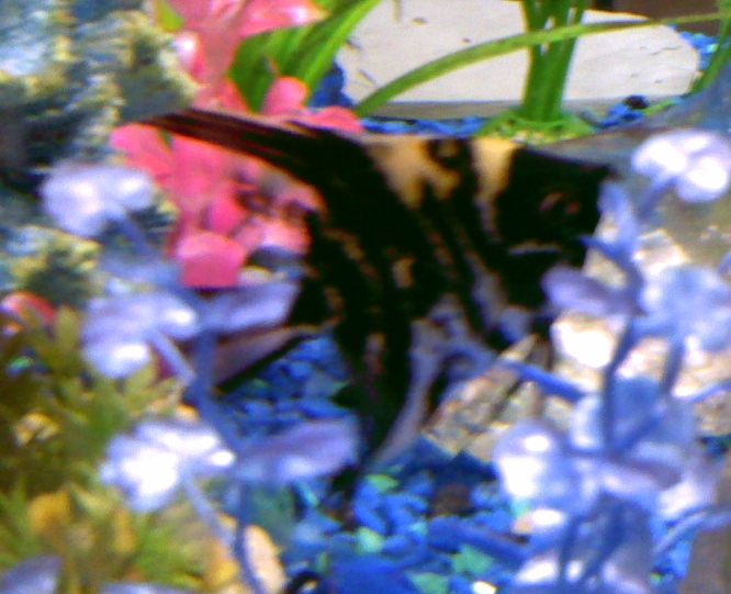 Marble Koi.jpg